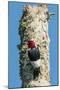 View of Red-Headed Woodpecker-Gary Carter-Mounted Photographic Print