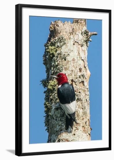 View of Red-Headed Woodpecker-Gary Carter-Framed Photographic Print