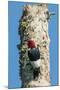 View of Red-Headed Woodpecker-Gary Carter-Mounted Photographic Print