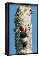 View of Red-Headed Woodpecker-Gary Carter-Framed Photographic Print