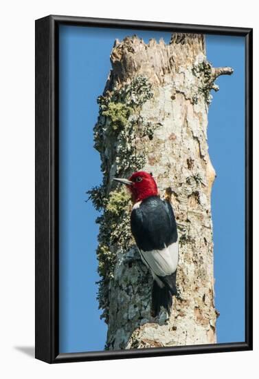 View of Red-Headed Woodpecker-Gary Carter-Framed Photographic Print