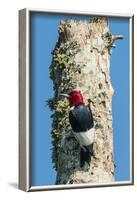 View of Red-Headed Woodpecker-Gary Carter-Framed Photographic Print