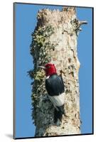 View of Red-Headed Woodpecker-Gary Carter-Mounted Photographic Print