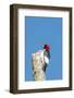 View of Red-Headed Woodpecker-Gary Carter-Framed Photographic Print