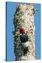 View of Red-Headed Woodpecker-Gary Carter-Stretched Canvas