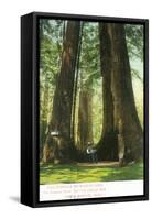 View of Redwood Twins at Big Tree Grove - Santa Cruz, CA-Lantern Press-Framed Stretched Canvas