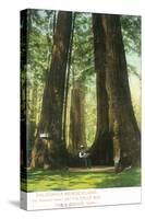 View of Redwood Twins at Big Tree Grove - Santa Cruz, CA-Lantern Press-Stretched Canvas