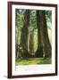 View of Redwood Twins at Big Tree Grove - Santa Cruz, CA-Lantern Press-Framed Art Print