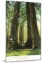 View of Redwood Twins at Big Tree Grove - Santa Cruz, CA-Lantern Press-Mounted Art Print