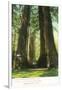 View of Redwood Twins at Big Tree Grove - Santa Cruz, CA-Lantern Press-Framed Art Print