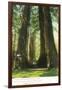 View of Redwood Twins at Big Tree Grove - Santa Cruz, CA-Lantern Press-Framed Art Print