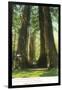 View of Redwood Twins at Big Tree Grove - Santa Cruz, CA-Lantern Press-Framed Art Print