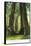 View of Redwood Twins at Big Tree Grove - Santa Cruz, CA-Lantern Press-Framed Stretched Canvas