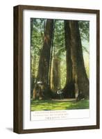 View of Redwood Twins at Big Tree Grove - Santa Cruz, CA-Lantern Press-Framed Art Print