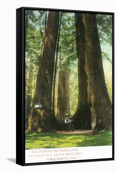 View of Redwood Twins at Big Tree Grove - Santa Cruz, CA-Lantern Press-Framed Stretched Canvas