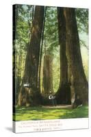 View of Redwood Twins at Big Tree Grove - Santa Cruz, CA-Lantern Press-Stretched Canvas