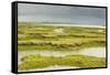 View of Regenerated Saltmarsh Landscape at High Tide, Essex, England, UK, July-Terry Whittaker-Framed Stretched Canvas