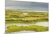 View of Regenerated Saltmarsh Landscape at High Tide, Essex, England, UK, July-Terry Whittaker-Mounted Photographic Print