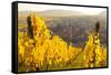 View of Riquewihr and Vineyards in Autumn, Riquewihr, Alsace, France, Europe-Miles Ertman-Framed Stretched Canvas