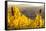 View of Riquewihr and Vineyards in Autumn, Riquewihr, Alsace, France, Europe-Miles Ertman-Framed Stretched Canvas