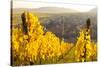 View of Riquewihr and Vineyards in Autumn, Riquewihr, Alsace, France, Europe-Miles Ertman-Stretched Canvas