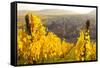 View of Riquewihr and Vineyards in Autumn, Riquewihr, Alsace, France, Europe-Miles Ertman-Framed Stretched Canvas