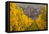 View of Riquewihr and Vineyards in Autumn, Riquewihr, Alsace, France, Europe-Miles Ertman-Framed Stretched Canvas