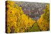 View of Riquewihr and Vineyards in Autumn, Riquewihr, Alsace, France, Europe-Miles Ertman-Stretched Canvas