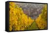 View of Riquewihr and Vineyards in Autumn, Riquewihr, Alsace, France, Europe-Miles Ertman-Framed Stretched Canvas