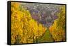 View of Riquewihr and Vineyards in Autumn, Riquewihr, Alsace, France, Europe-Miles Ertman-Framed Stretched Canvas