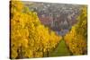 View of Riquewihr and Vineyards in Autumn, Riquewihr, Alsace, France, Europe-Miles Ertman-Stretched Canvas