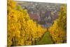 View of Riquewihr and Vineyards in Autumn, Riquewihr, Alsace, France, Europe-Miles Ertman-Mounted Photographic Print