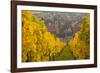 View of Riquewihr and Vineyards in Autumn, Riquewihr, Alsace, France, Europe-Miles Ertman-Framed Photographic Print