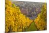 View of Riquewihr and Vineyards in Autumn, Riquewihr, Alsace, France, Europe-Miles Ertman-Mounted Photographic Print