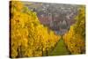 View of Riquewihr and Vineyards in Autumn, Riquewihr, Alsace, France, Europe-Miles Ertman-Stretched Canvas