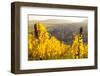 View of Riquewihr and Vineyards in Autumn, Riquewihr, Alsace, France, Europe-Miles Ertman-Framed Photographic Print