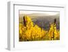 View of Riquewihr and Vineyards in Autumn, Riquewihr, Alsace, France, Europe-Miles Ertman-Framed Photographic Print