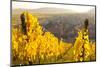 View of Riquewihr and Vineyards in Autumn, Riquewihr, Alsace, France, Europe-Miles Ertman-Mounted Photographic Print