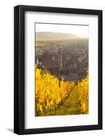 View of Riquewihr and Vineyards in Autumn, Riquewihr, Alsace, France, Europe-Miles Ertman-Framed Photographic Print