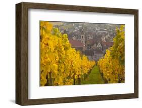 View of Riquewihr and Vineyards in Autumn, Riquewihr, Alsace, France, Europe-Miles Ertman-Framed Photographic Print