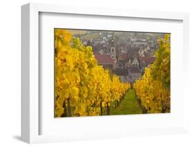 View of Riquewihr and Vineyards in Autumn, Riquewihr, Alsace, France, Europe-Miles Ertman-Framed Photographic Print