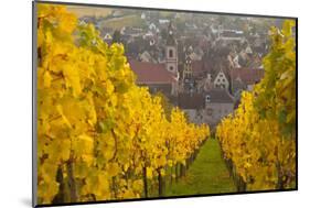 View of Riquewihr and Vineyards in Autumn, Riquewihr, Alsace, France, Europe-Miles Ertman-Mounted Photographic Print