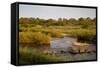 View of river flowing along edge of reserve, Sabie River, Lower Sabie Reserve, Kruger-Bob Gibbons-Framed Stretched Canvas