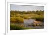 View of river flowing along edge of reserve, Sabie River, Lower Sabie Reserve, Kruger-Bob Gibbons-Framed Photographic Print