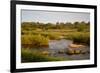 View of river flowing along edge of reserve, Sabie River, Lower Sabie Reserve, Kruger-Bob Gibbons-Framed Photographic Print