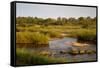 View of river flowing along edge of reserve, Sabie River, Lower Sabie Reserve, Kruger-Bob Gibbons-Framed Stretched Canvas