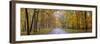 View of road in forest, Stephen A. Forbes State Park, Marion Co., Illinois, USA-Panoramic Images-Framed Photographic Print