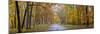 View of road in forest, Stephen A. Forbes State Park, Marion Co., Illinois, USA-Panoramic Images-Mounted Photographic Print