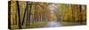 View of road in forest, Stephen A. Forbes State Park, Marion Co., Illinois, USA-Panoramic Images-Stretched Canvas