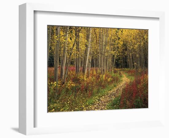 View of Road, Louisville, Kentucky, USA-Adam Jones-Framed Photographic Print